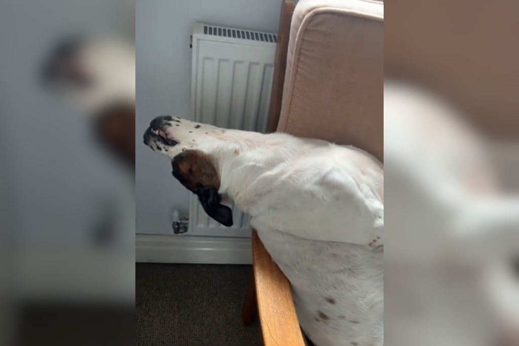 Dog sedated for vets