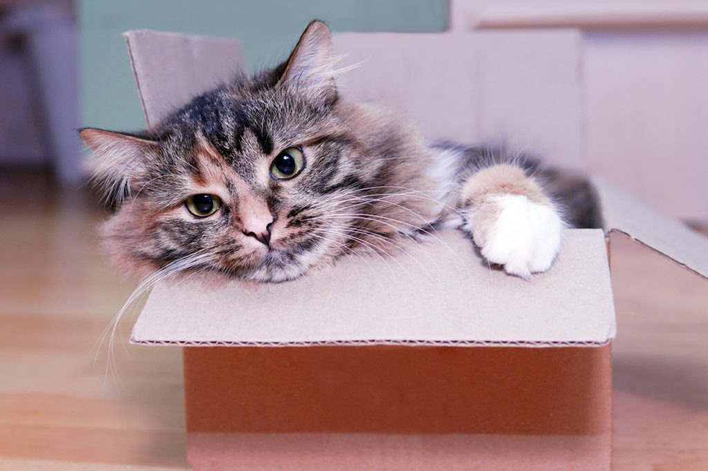 cat in a box