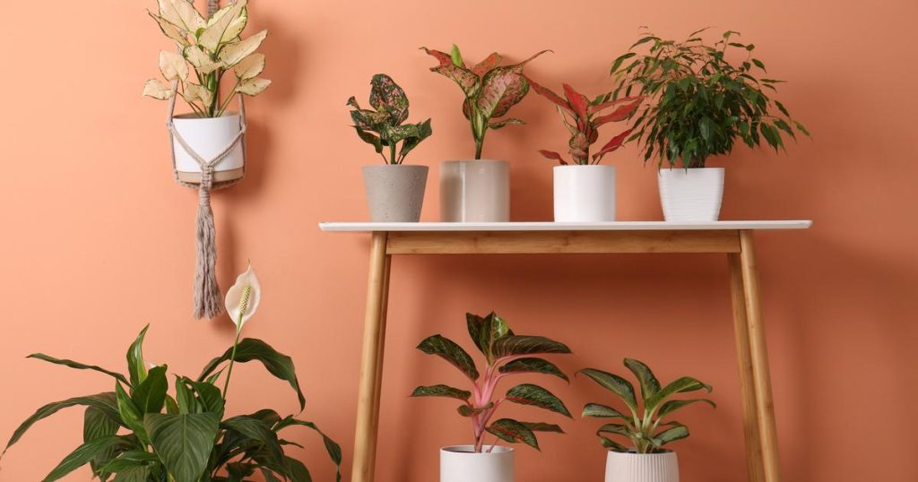 Peut-on mettre une plante directement dans un cache-pot ?