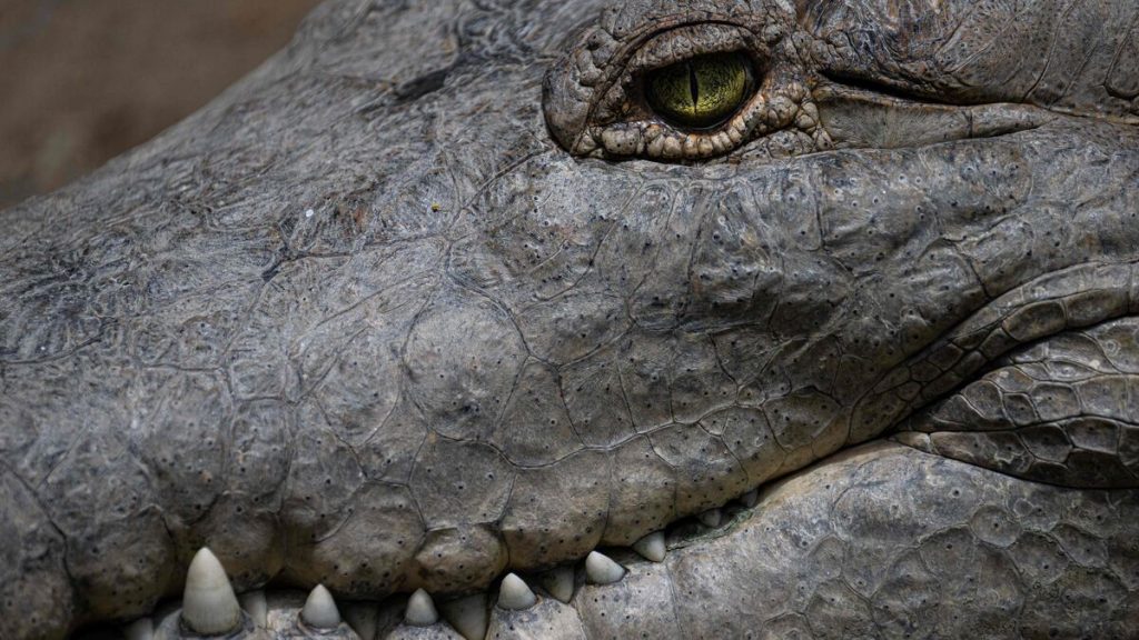 « Son ami a vu le crocodile l’entraîner » : un père recherche le corps de son garçon de 10 ans en Indonésie