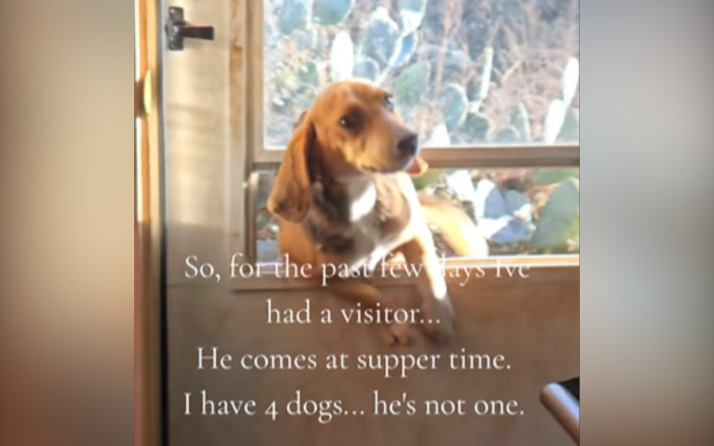 Gimpy the stray is here to stay.