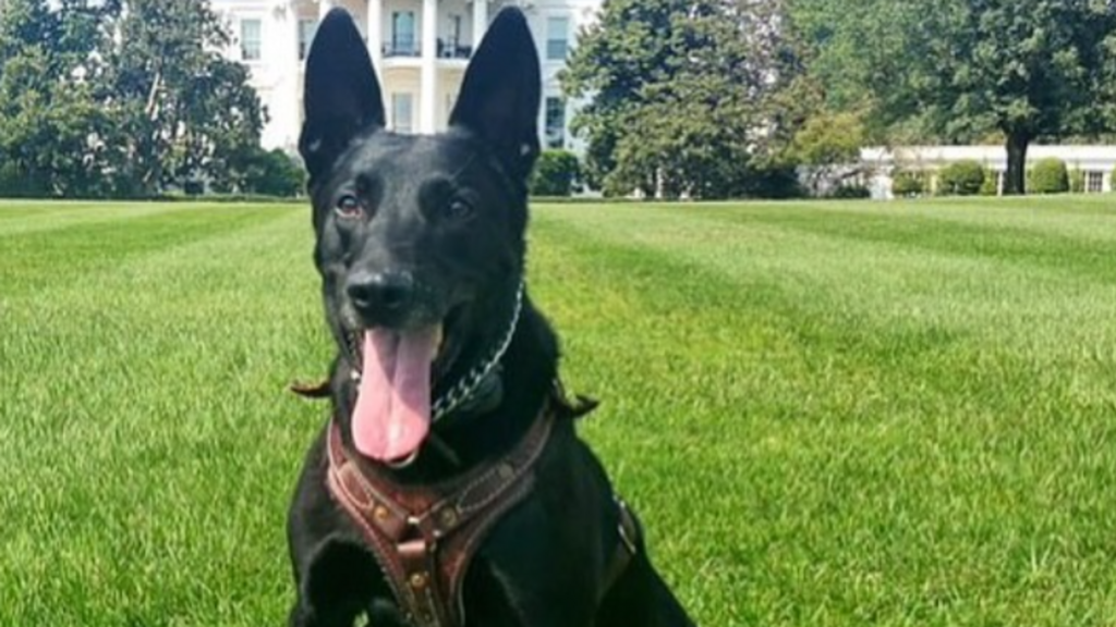 « Un véritable héros américain » : Hurricane, ancien chien des services secrets américains, est mort