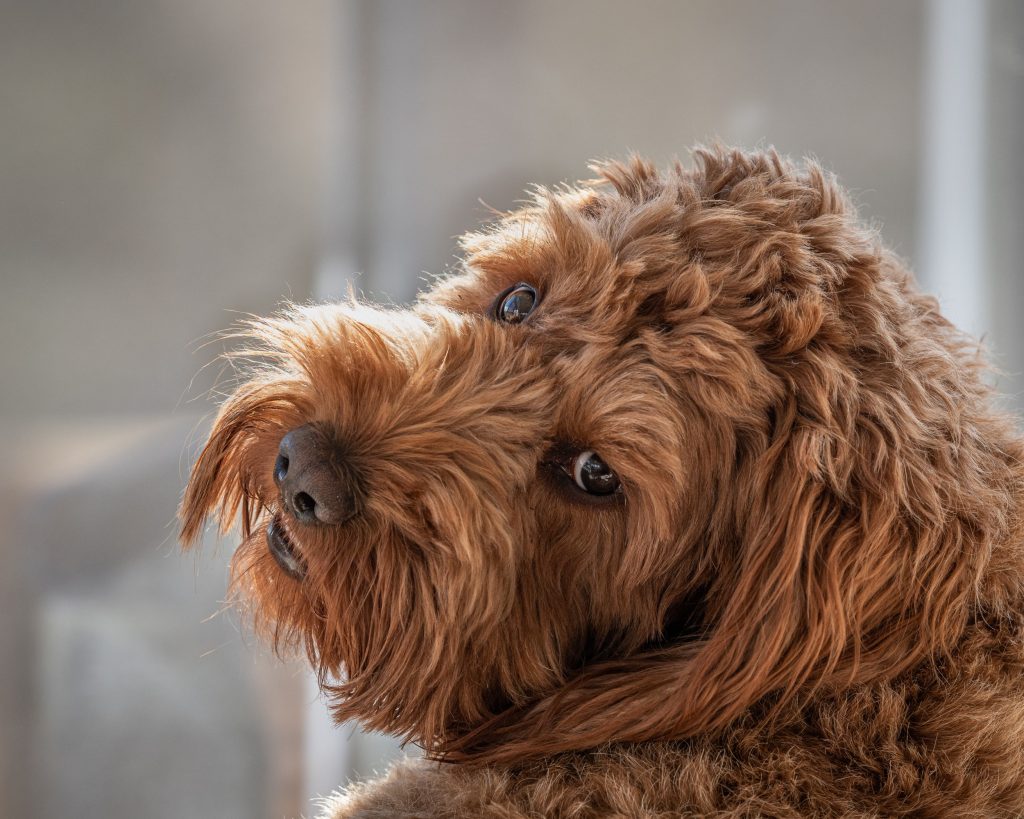 maltipoo looking back at owner