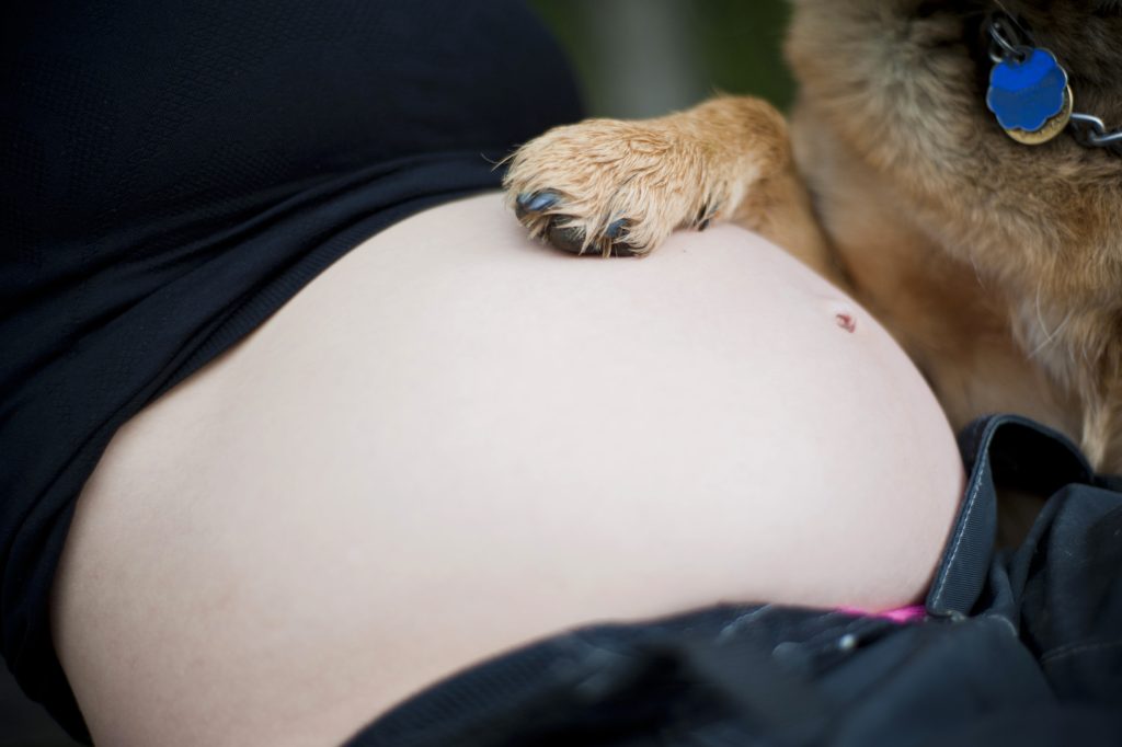dog touches pregnant woman