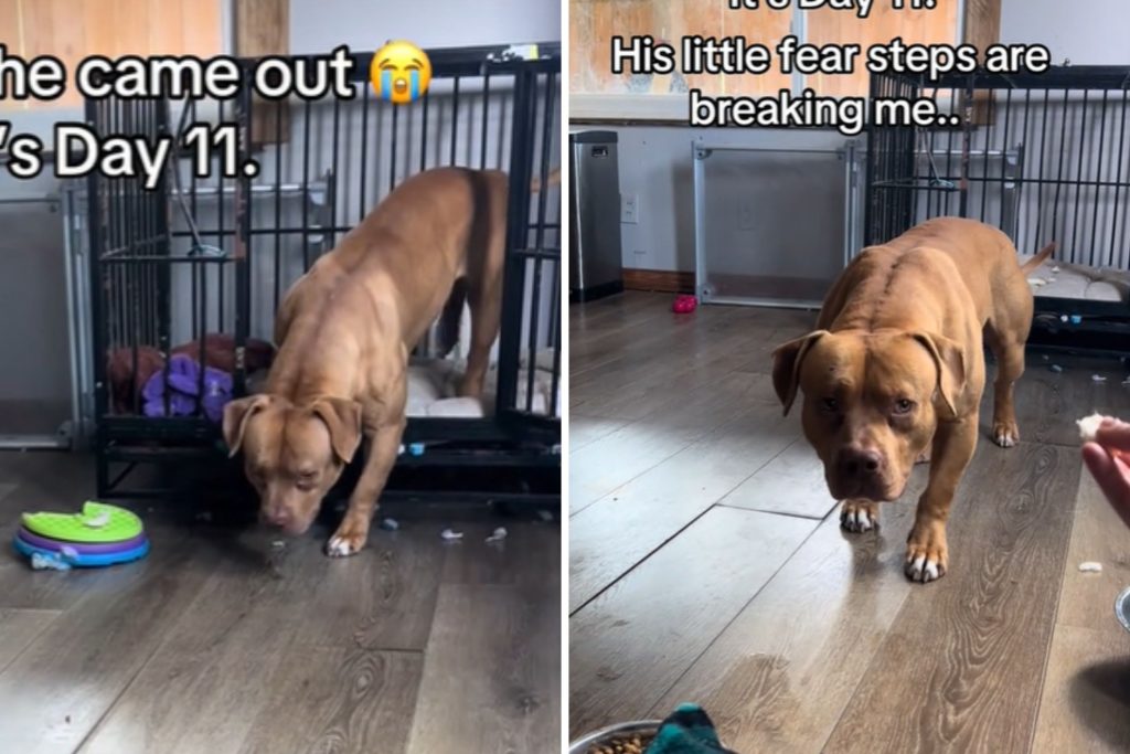 Rescue dog leaves crate