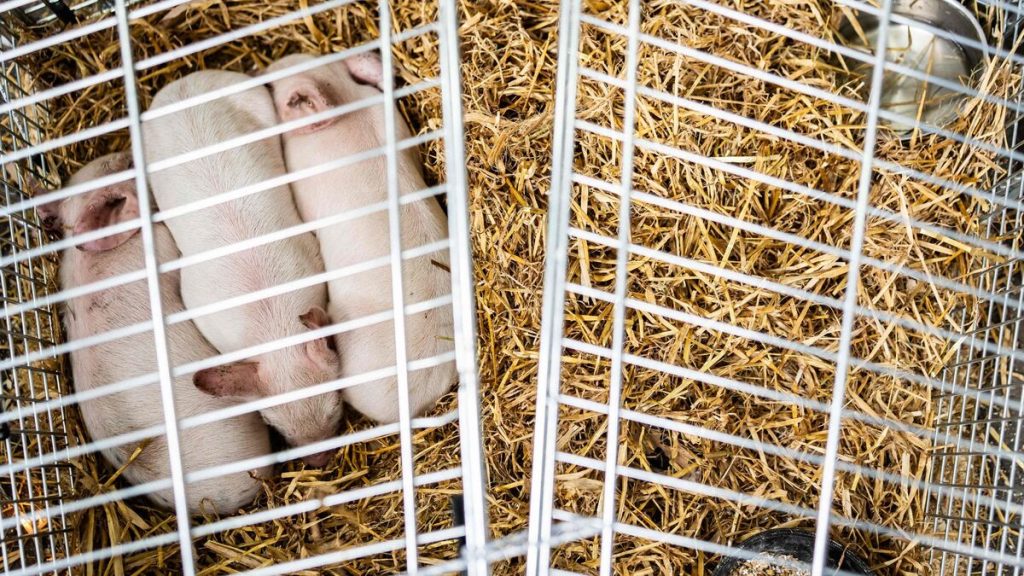 « J’ai appelé la police » : ils devaient mourir de faim, les porcelets utilisés dans le cadre d’une expo ont ​​été volés