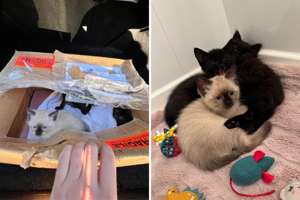 Husband saves kittens in box