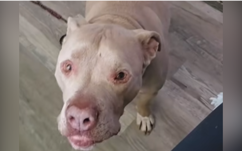 Clubby the shelter dog.