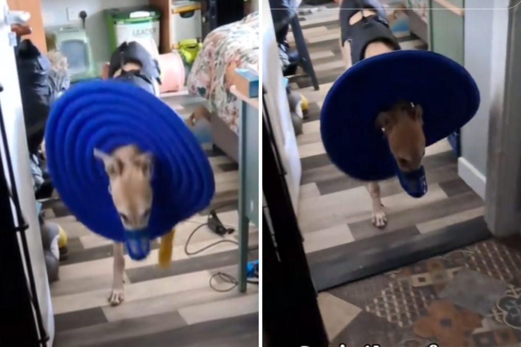Greyhound walks to greet owner