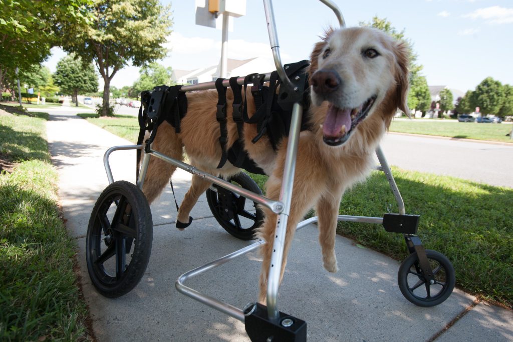 dog on a wheelchair
